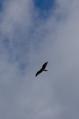 Fototapeta premium A Red Kite (raptor) is photographed from below, soaring high with its wings spread wide against a vast pale blue and cloudy sky, with ample negative space.
