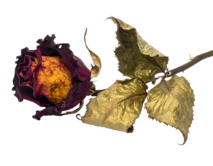 Close-up of a dried rose