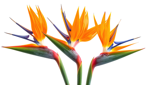 Close-up of three vibrant bird of paradise flowers.  Bright orange and deep blue petals,  green foliage.  Detailed, sharp image - Powered by Adobe