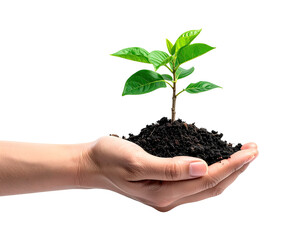 A hand holds a small plant in soil against a black background