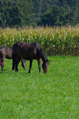 Fototapeta premium Three dark horses graze in a bright green pasture bordered by tall corn stalks and a wooded hill with modern buildings visible in the middle ground.