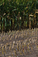 A cornfield shows the distinct contrast between the freshly harvested stubble in the foreground and a dense row of tall corn stalks still standing behind it.