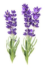 Naklejka premium two vibrant purple lavender sprigs with green leaves on a dark background
