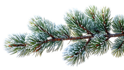 Obraz premium Frozen pine branch