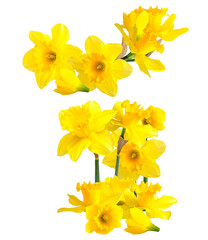 golden yellow daffodils burst with spring vitality on a dark backdrop.