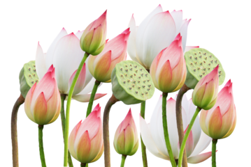 serene lotus flowers in bloom and seed pods
