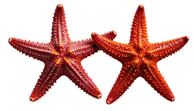 Two vibrant red starfish, close-up, against a black background.  Their textured surfaces show intricate details