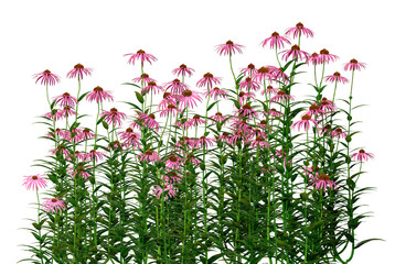 vibrant purple coneflowers bloom abundantly with tall green stems