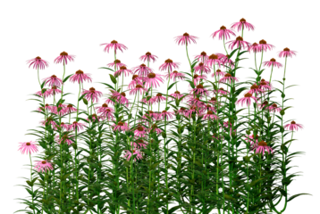 vibrant purple coneflowers bloom abundantly with tall green stems