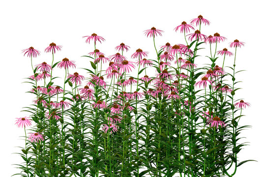 vibrant purple coneflowers bloom abundantly with tall green stems