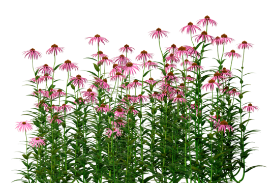 vibrant purple coneflowers bloom abundantly with tall green stems