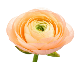 Close-up of a single peach-colored ranunculus flower.  Soft, delicate petals form a round, full bloom.  Pale green center.  Isolated against a black background