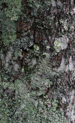 Closeup texture of tree bark background. Rough surface of trunk. Green moss and white lichen on natural wood.