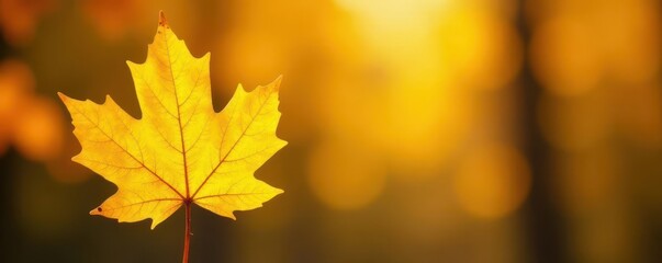 Fototapeta premium Intensely yellow maple leaf against vivid backdrop, sharp focus, autumn, nature scene, texture