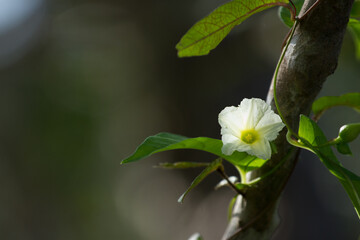 Flowers and branches on a blurred background