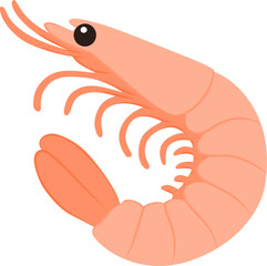 vector illustration of a shrimp