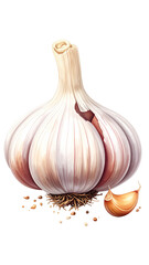 Close-up of a whole head of garlic, with visible cloves and roots. 