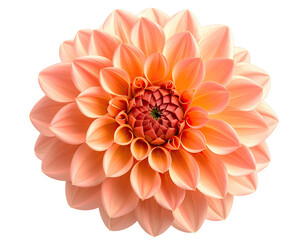 Fototapeta premium Close-up of a delicate peach-colored dahlia (1)