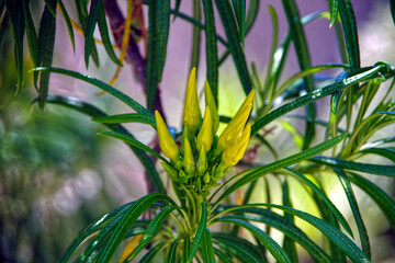 Yellow flower oleander buds in spring