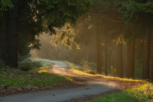 Sunlight Beaming Through Forest Trees Onto Winding Dirt Road (143) photo