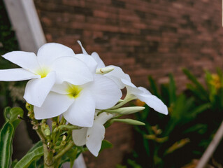 Close up of beautiful white plumeria flowers blooming in natural light