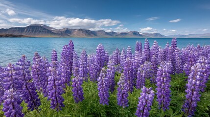Fototapeta premium Vibrant Purple Lupines in Bloom Against a Scenic Lake and Majestic Mountains Under a Bright Blue Sky in Nature's Breathtaking Landscape