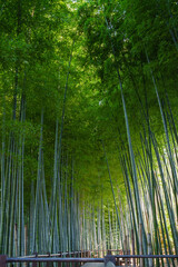 Fototapeta premium 竹林 見沼通船堀公園 2025年8月30日撮影