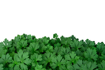 Green leaves plant bush isolated