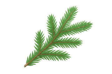 Fototapeta premium Green fir tree branch with needle leaves, natural evergreen christmas plant element, transparent background for design