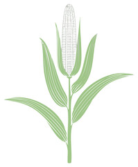 Obraz premium Minimalist Corn Stalk Illustration with Leaves and Grain, Simple Style Agriculture Art, Graphic Design Icon