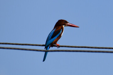kingfisher on a branch