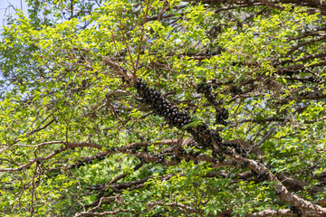 jabuticaba fruit on a branch