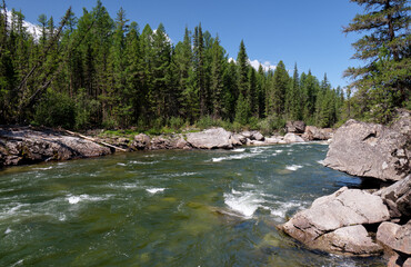 Altai river Chulyshman with boulders in the water. On the river banks there is siberian larch taiga forest.