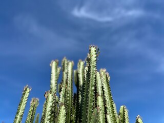 Tall cactus branches reaching upward against vibrant blue sky in rural farmland.