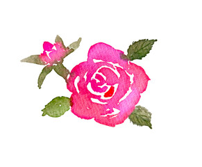 ピンクの水彩バラ