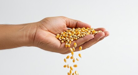 Fototapeta premium A hand holding and dropping dried corn kernels against a white backdrop