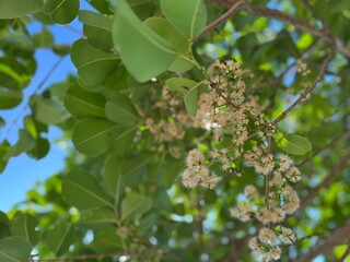 Close-up of tree branch with clusters of white blossoms cashew flowers and green leaves against bright blue sky, symbolizing spring, renewal, and natural beauty.