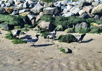 crows among rocks.
view of crows on wet sea sand against a background of stones