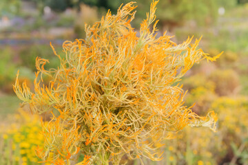 Yellow Celosia argentea flower bloom in cottage garden. Bedding plant. Amaranth family. Flower is blooming on a plantation.