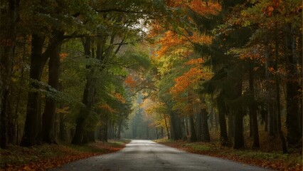 A quiet road winds through a dense forest in autumn, lined with trees displaying vibrant fall foliage and scattered leaves on the ground.