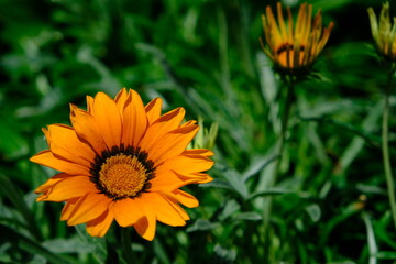 Single Warm Yellow Flower in Focus with Blurred Flowers and Grass Background