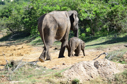 A mother and calf Sri Lankan elephant walk through a dry, natural environment with lush green foliage in the background, showcasing their bond and natural habitat. - Powered by Adobe