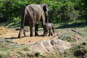 A mother and calf Sri Lankan elephant walk through a dry, natural environment with lush green foliage in the background, showcasing their bond and natural habitat.