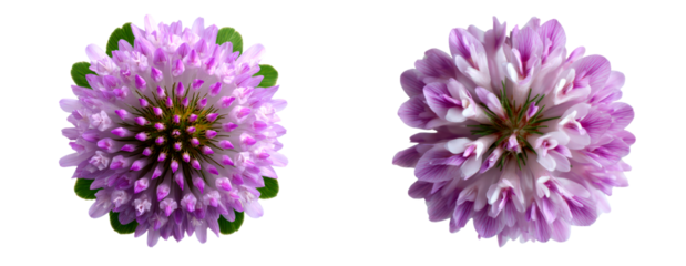 Close up View of Radial Symmetry in a Clover Flower Isolate on Transparent Background, cutout, png
