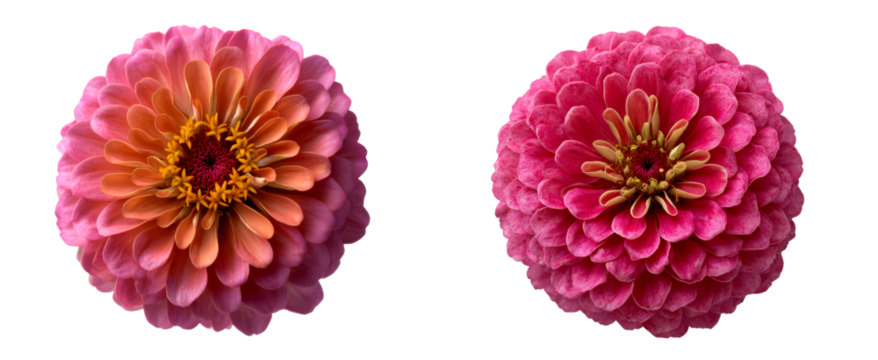 Zinnia Flowers with Concentric Petal Layers View Isolate on Transparent Background, cutout, png