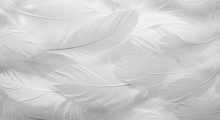 Obraz premium Close-up of many pristine white feathers. A soft, textured surface of numerous delicate white feathers overlapping