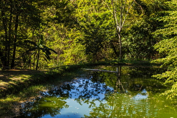 Serene lake reflecting lush greenery. A natural mirror showcasing biodiversity. Ideal for educational and environmental themes.