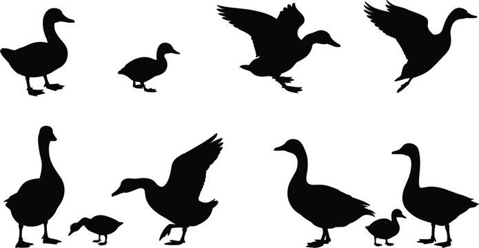 Black silhouette geese in flight and on ground, vector illustration for nature, wildlife, farm, and outdoor design projects