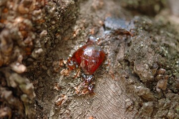 桜の木に出現した茶色い樹液の塊