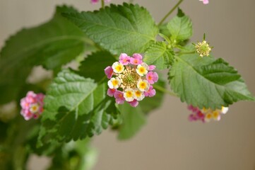 真上から見た幾何学なピンク色と白と黄色い花	